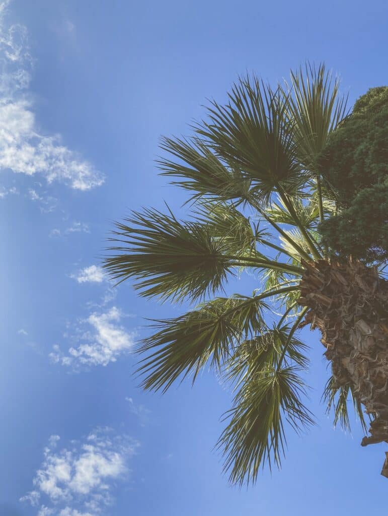 A vintage-style photo of a palm tree viewed from below, with its leaves against the blue sky and soft white clouds
